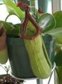 照 猴竹壶 藤本植物 描述, 特点 和 成长