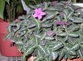rosa Innendørs Blomster Ape Plante, Rød Ruellia Bilde, dyrking og beskrivelse, kjennetegn og voksende
