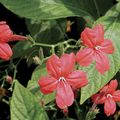 rojo Flores de salón Planta De Mono, Ruellia Roja colgantes Foto, cultivo y descripción, características y cultivación