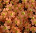 fotoğraf Oxalis Otsu Bir Bitkidir tanım, özellikleri ve büyüyen