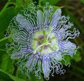 šviesiai mėlynas Vidinis gėlės Aistra Gėlė liana, Passiflora Nuotrauka, auginimas ir aprašymas, charakteristikos ir augantis