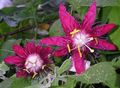viinimäinen Intohimo Kukka liaani, Passiflora kuva, muokkaus ja tuntomerkit, ominaisuudet ja viljely
