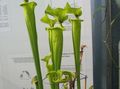 照 猪笼草 草本植物 描述, 特点 和 成长