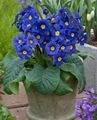 tamsiai mėlyna Vidinis gėlės Primula, Auricula žolinis augalas Nuotrauka, auginimas ir aprašymas, charakteristikos ir augantis