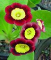 Bilde Primula, Auricula Urteaktig Plante beskrivelse, kjennetegn og voksende