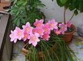 ružičasta Sobne cvijeće Kiša Ljiljan,  zeljasta biljka, Zephyranthes Foto, uzgajanje i opis, karakteristike i uzgoj