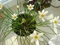 hvit Innendørs Blomster Regn Lilje,  urteaktig plante, Zephyranthes Bilde, dyrking og beskrivelse, kjennetegn og voksende