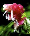 blanco Flores de salón Planta De Gamba Roja arbustos, Beloperone guttata Foto, cultivo y descripción, características y cultivación