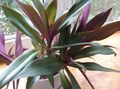 照 Rhoeo紫露 草本植物 描述, 特点 和 成长