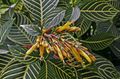 gul Innendørs Blomster Sanchezia, Brann Fingre urteaktig plante Bilde, dyrking og beskrivelse, kjennetegn og voksende