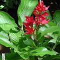 rød Innendørs Blomster Sanchezia, Brann Fingre urteaktig plante Bilde, dyrking og beskrivelse, kjennetegn og voksende
