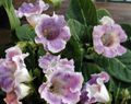 πασχαλιά εσωτερική Λουλούδια Sinningia (Gloxinia) ποώδη φωτογραφία, καλλιέργεια και περιγραφή, χαρακτηριστικά και φυτοκομεία