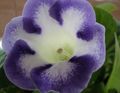 светло плава Затворени Цвеће Синнингиа (Глокиниа) травната, Sinningia (Gloxinia) фотографија, култивација и опис, карактеристике и растуће