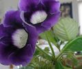 μπλε εσωτερική Λουλούδια Sinningia (Gloxinia) ποώδη φωτογραφία, καλλιέργεια και περιγραφή, χαρακτηριστικά και φυτοκομεία