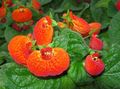 Foto Papuča Cvijet Zeljasta Biljka opis, karakteristike i uzgoj