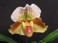 Bilde Tøffelen Orkideer Urteaktig Plante beskrivelse, kjennetegn og voksende