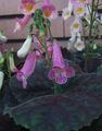 πασχαλιά εσωτερική Λουλούδια Smithiantha ποώδη φωτογραφία, καλλιέργεια και περιγραφή, χαρακτηριστικά και φυτοκομεία