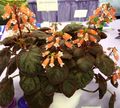 turuncu Kapalı çiçek Smithiantha otsu bir bitkidir fotoğraf, yetiştirme ve tanım, özellikleri ve büyüyen