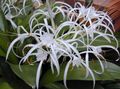 hvit Innendørs Blomster Edderkopp Lilje urteaktig plante, Hymenocallis-caribaea Bilde, dyrking og beskrivelse, kjennetegn og voksende