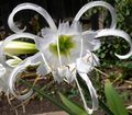 白 楼花 蜘蛛百合，伊斯梅，海水仙 草本植物, Hymenocallis-festalis 照, 养殖 和 描述, 特点 和 成长