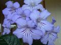 luz azul Flores Internas Strep planta herbácea, Streptocarpus foto, cultivo e descrição, características e crescente