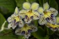 žuta Sobne cvijeće Strep zeljasta biljka, Streptocarpus Foto, uzgajanje i opis, karakteristike i uzgoj