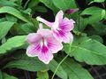 lilás Flores Internas Strep planta herbácea, Streptocarpus foto, cultivo e descrição, características e crescente