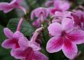 rózsaszín Beltéri Virágok Sztreptokokkális lágyszárú növény, Streptocarpus fénykép, termesztés és leírás, jellemzők és növekvő