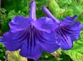 plava Sobne cvijeće Strep zeljasta biljka, Streptocarpus Foto, uzgajanje i opis, karakteristike i uzgoj