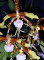 Foto Tigar Orhideja, Đurđevak Orhideje Zeljasta Biljka opis, karakteristike i uzgoj