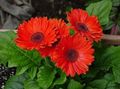 rosso I fiori domestici Margherita Transvaal erbacee, Gerbera foto, la lavorazione e descrizione, caratteristiche e la coltivazione