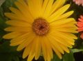 giallo I fiori domestici Margherita Transvaal erbacee, Gerbera foto, la lavorazione e descrizione, caratteristiche e la coltivazione