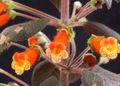 Bilde Treet Gloxinia Urteaktig Plante beskrivelse, kjennetegn og voksende