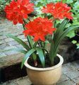 червен Интериорни цветове Vallota тревисто, Vallota (Cyrtanthus) снимка, отглеждане и описание, характеристики и култивиране