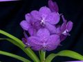liliac Flori de Interior Vanda planta erbacee fotografie, cultivare și descriere, caracteristici și în creștere