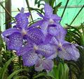 albastru deschis Flori de Interior Vanda planta erbacee fotografie, cultivare și descriere, caracteristici și în creștere