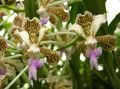 galben Flori de Interior Vanda planta erbacee fotografie, cultivare și descriere, caracteristici și în creștere