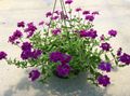 purpurne Sise Lilled Verbena rohttaim, Verbena Hybrida Foto, kultiveerimine ja kirjeldus, omadused ja kasvav