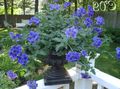 mørkeblå Indendørs Blomster Verbena urteagtige plante, Verbena Hybrida Foto, dyrkning og beskrivelse, egenskaber og voksende