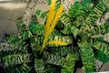 желтый Комнатные Цветы Вриезия травянистые, Vriesea Фото, культивация и описание, характеристика и выращивание