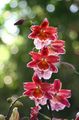 წითელი შიდა ყვავილები Vuylstekeara-Cambria ბალახოვანი მცენარე სურათი, გაშენების და აღწერა, მახასიათებლები და იზრდება