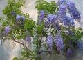 lyse blå Innendørs Blomster Blåregn liana, Wisteria Bilde, dyrking og beskrivelse, kjennetegn og voksende