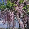 照 紫藤 藤本植物 描述, 特点 和 成长