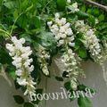 hvit Innendørs Blomster Blåregn liana, Wisteria Bilde, dyrking og beskrivelse, kjennetegn og voksende