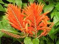 помаранчевий Кімнатні Квіти Афеландра чагарник, Aphelandra Фото, вирощування і опис, характеристика і зростаючий