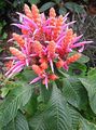 рожевий Кімнатні Квіти Афеландра чагарник, Aphelandra Фото, вирощування і опис, характеристика і зростаючий