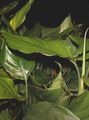 Bilde Aglaonema, Sølv Evig Urteaktig Plante beskrivelse, kjennetegn og voksende