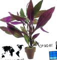 紫 室内植物 空心莲子草 灌木, Alternanthera 照, 养殖 和 描述, 特点 和 成长