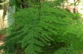 grønn Innendørs Planter Asparges, Asparagus Bilde, dyrking og beskrivelse, kjennetegn og voksende