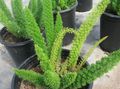 grønn Innendørs Planter Asparges, Asparagus Bilde, dyrking og beskrivelse, kjennetegn og voksende